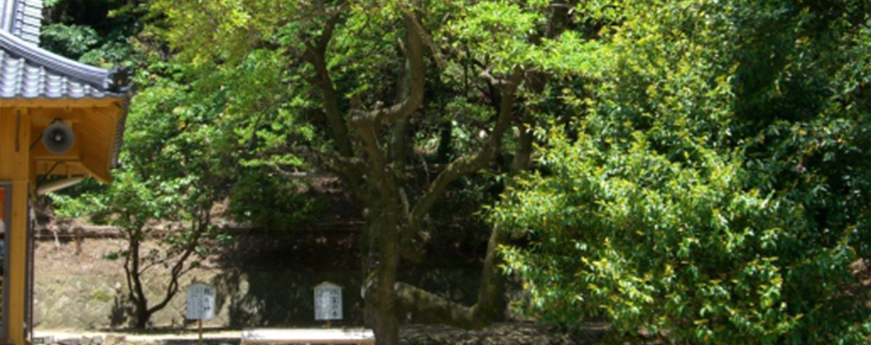 縁結び 子宝 安産 夫婦円満 家内安全 商売繁盛 教育　厄除け 受験合格 病気平癒 国造り 経営等を祈願