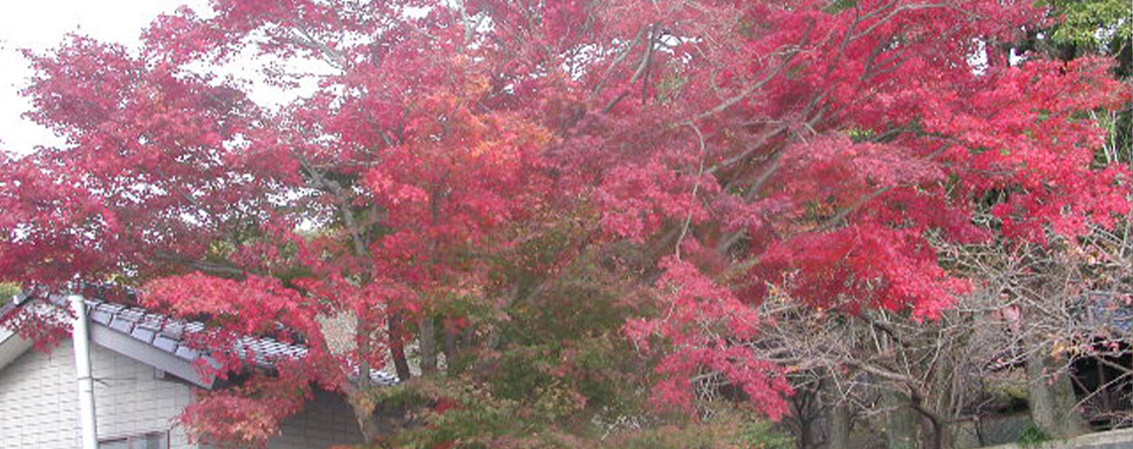 神社から朝日や夜景等とても美しい景色が見渡せる荘厳なパワースポット