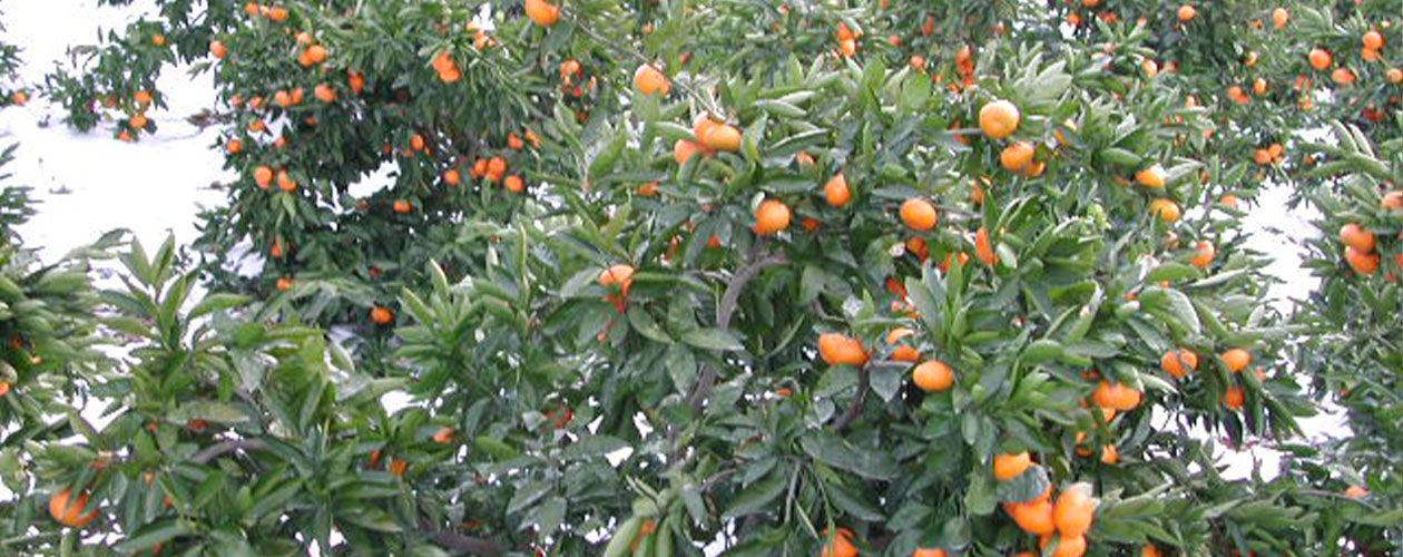 約700年前(鎌倉時代)に創建された由緒正しき神社